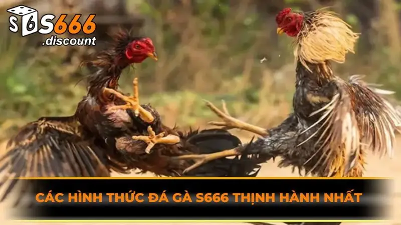 Các hình thức đá gà S666 thịnh hành nhất