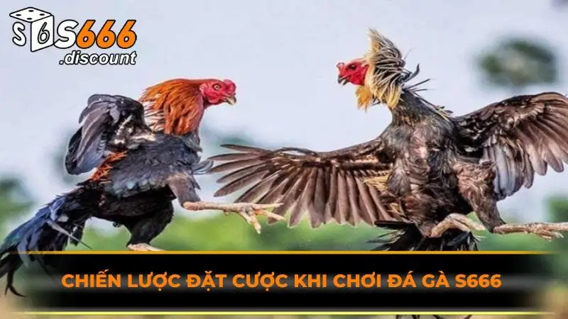 Chiến lược đặt cược khi chơi đá gà S666