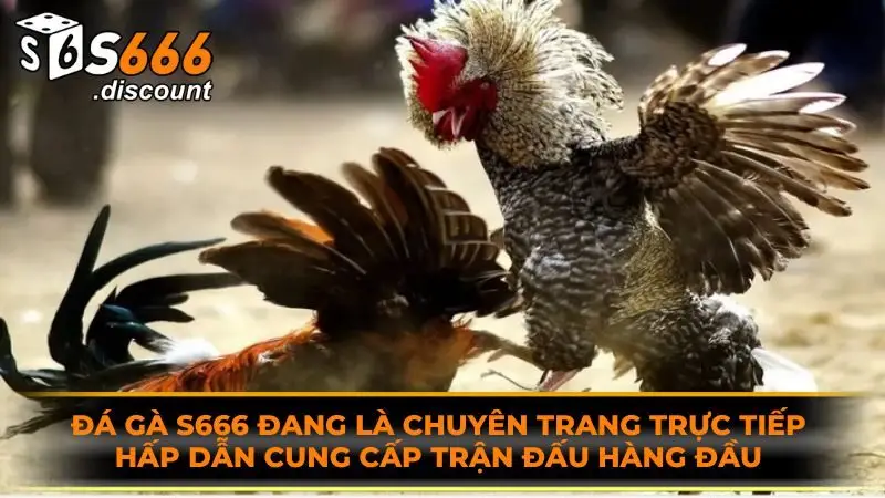 Đá gà S666 đang là chuyên trang trực tiếp hấp dẫn cung cấp trận đấu hàng đầu